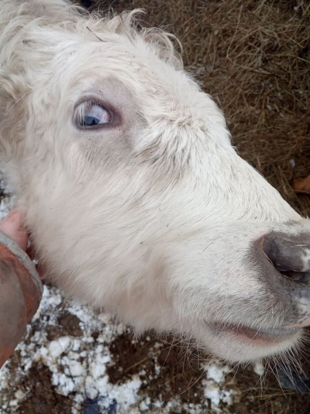 Веселая ферма. Как зимуют животные и птицы