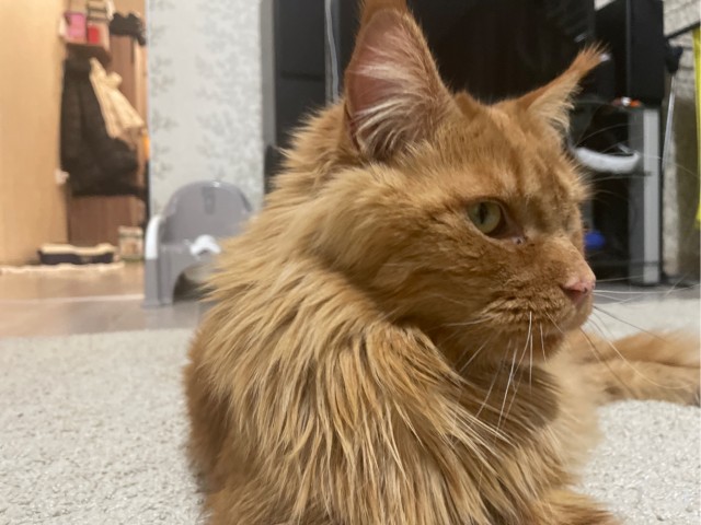 Мура, девочка, из приюта