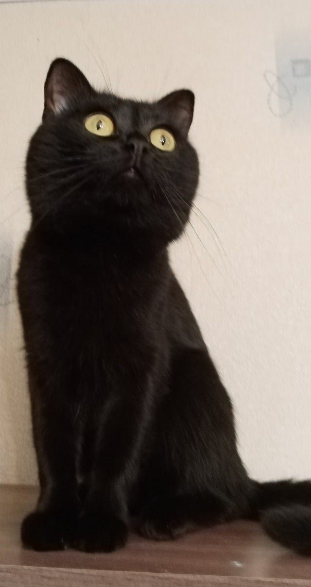 Кошкопортрет