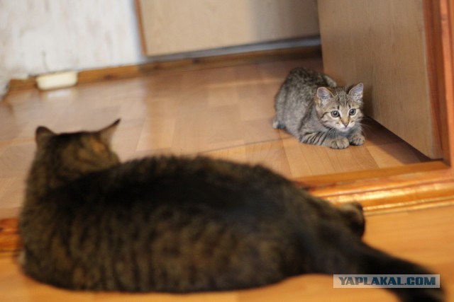 котэ отдастся (киев)