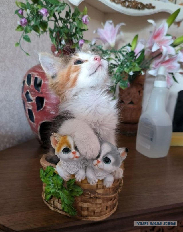 Коробочки наше фсё