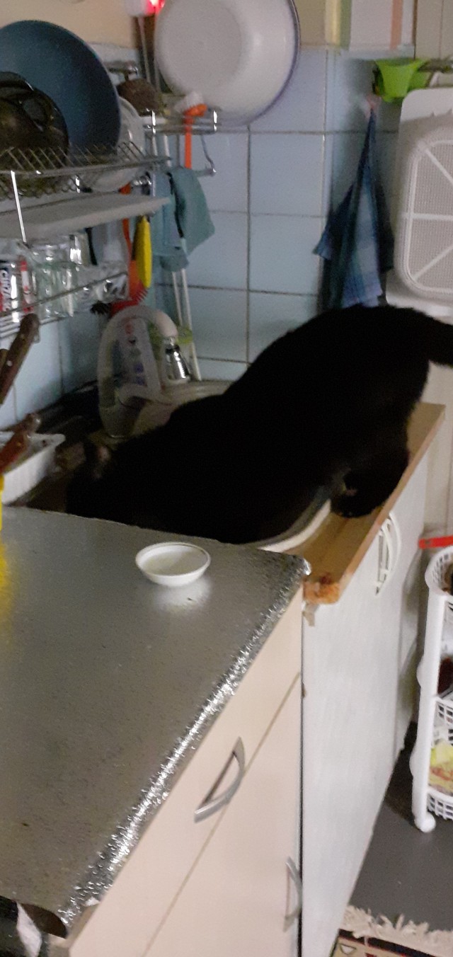 Котовторник 05/11/2024