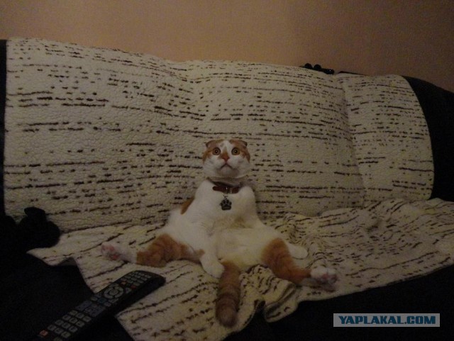 Котовторник 04.06.2013