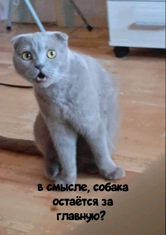 К котовторнику: подборка картинок-баянов с котиками и про котиков. Выпуск 4