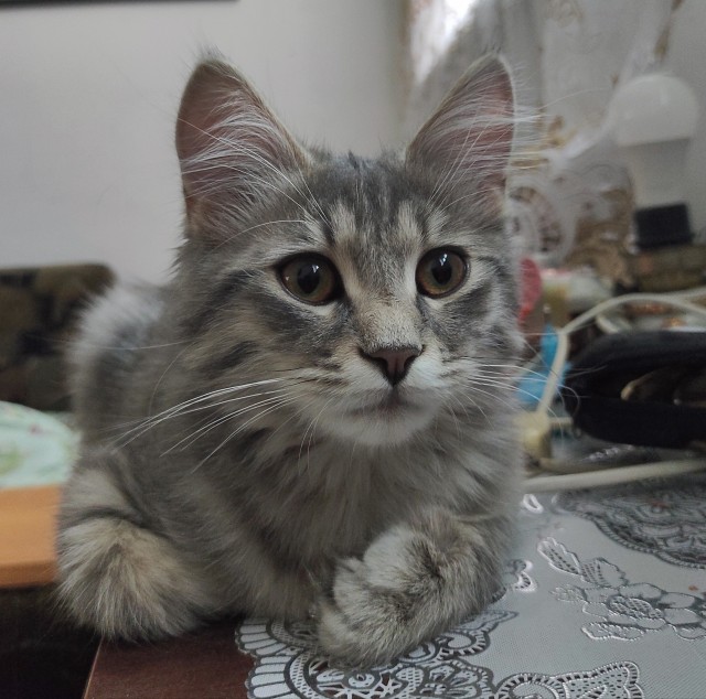 К котовторнику