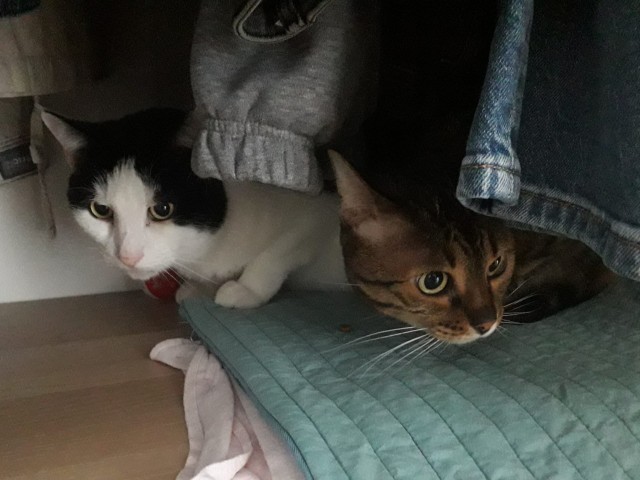 Котик впервые видит малыша