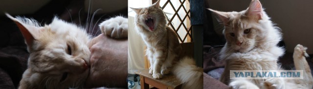 Немного о  Мейн Куне.