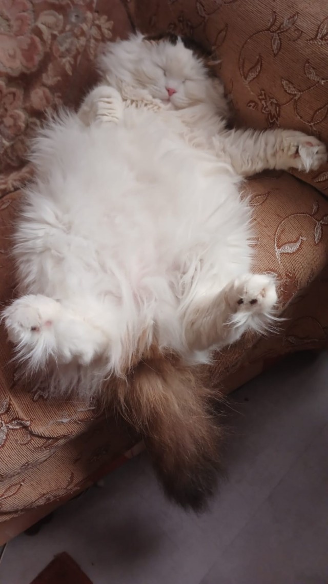 Смешные коты, которые бы победили на конкурсе абсурдных фотографий