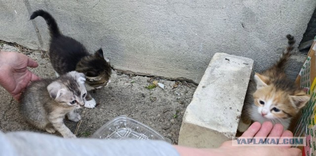 Выкинули котят г.Ессентуки