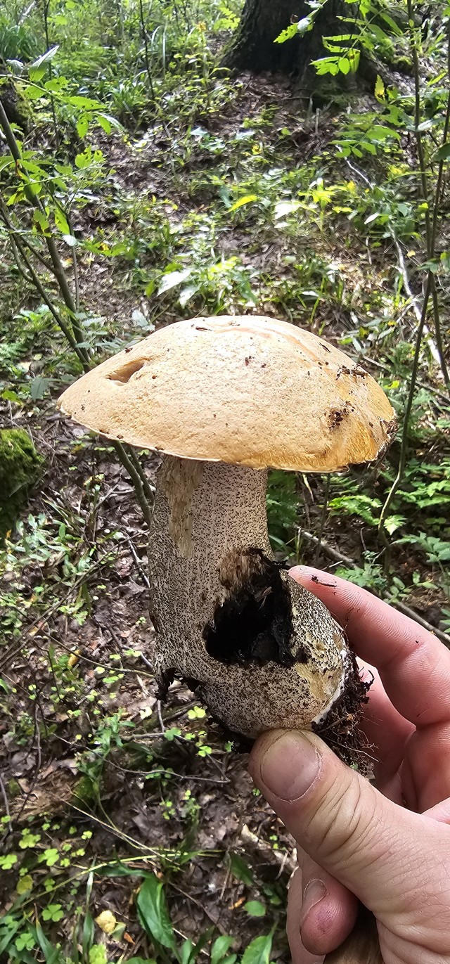 Грибов.есть