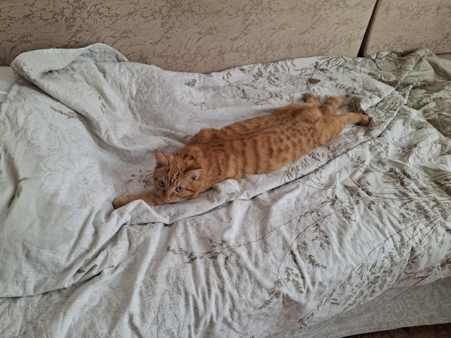 Принимайте в ряды которабов