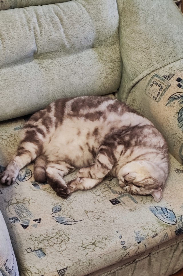 Котовторник