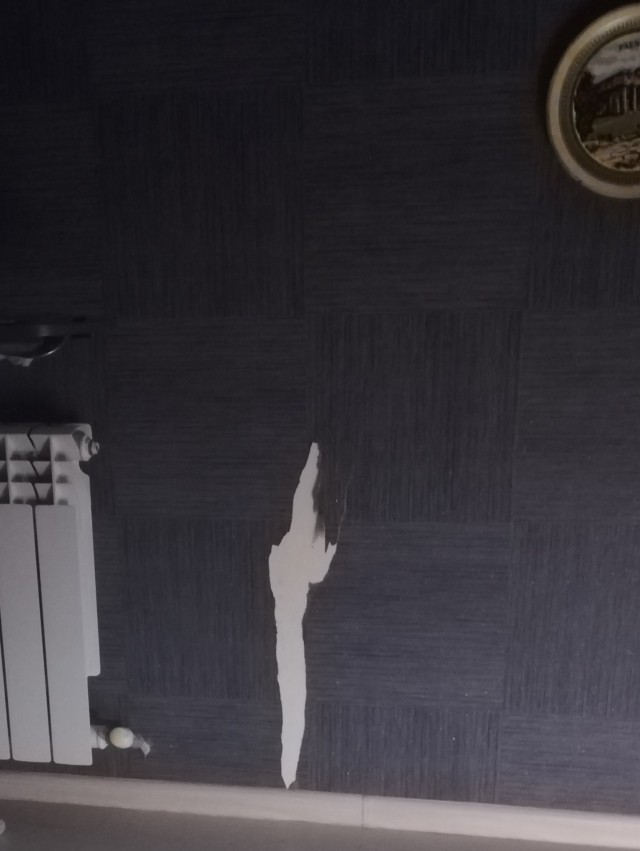 Рисуют ли кошки картины?