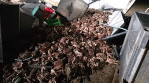 Из попавшего в аварию грузовика разбежались тысячи крабов