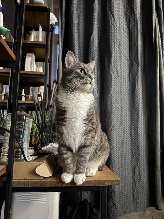 Кот Ричард и Кошка руна