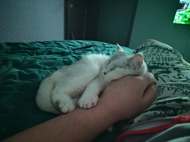 Ориентальный кот