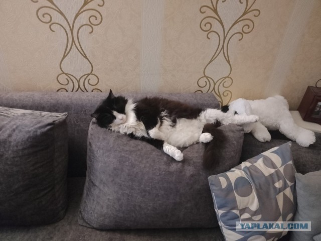 Вашему вниманию, кот Харитон