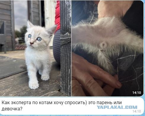 Парень или девочка? Вопрос принципиальный )