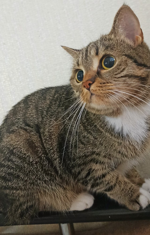Котовторнок