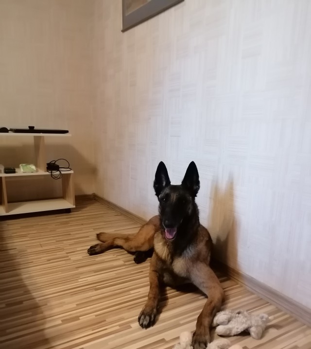 Собакочетверг.