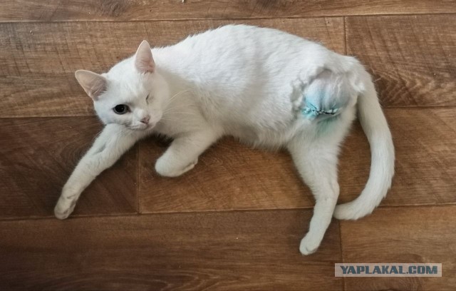 Трехлапый котопес.