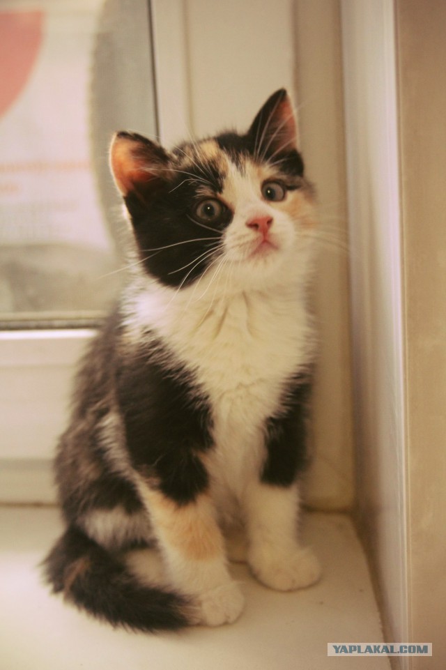 Спасение кошки и 4 котят