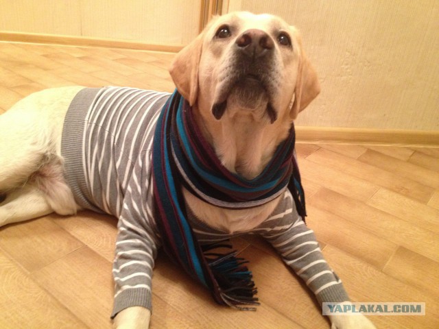 На тему собакосрача...