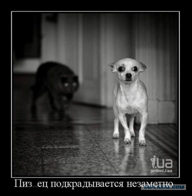 Демотиваторы.