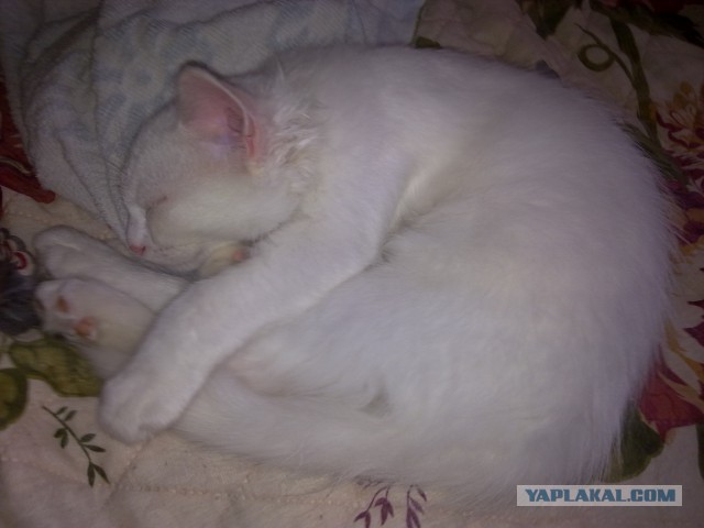 Котовторник 01.04.2014