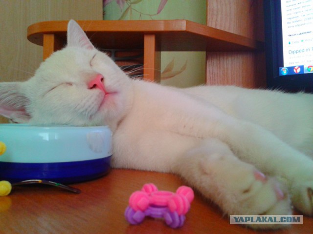 Котовторник   15.04.2014