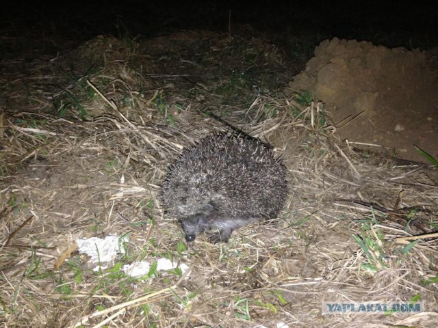 Первый Йожик 2014