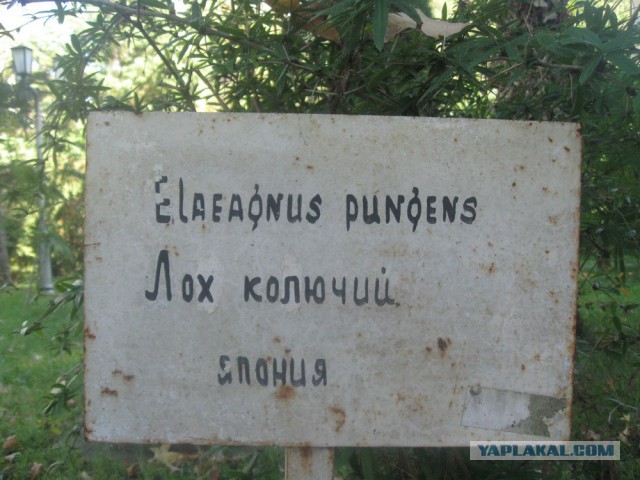 Великолепная Абхазия