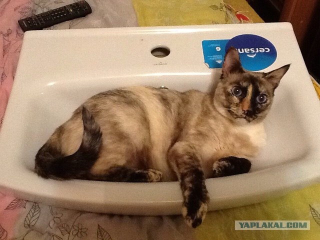 Котовторник 12.08.2014