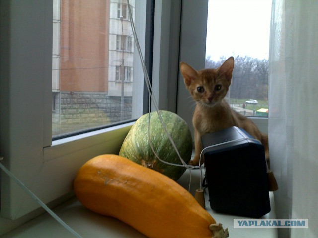 Котовторник 19.08.2014
