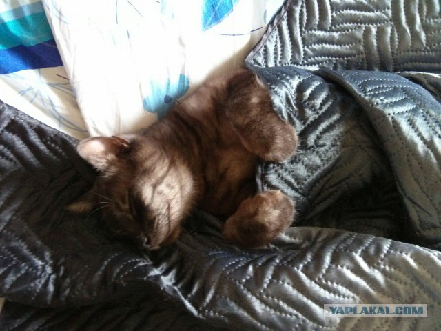 Котовторник 9.12.2014