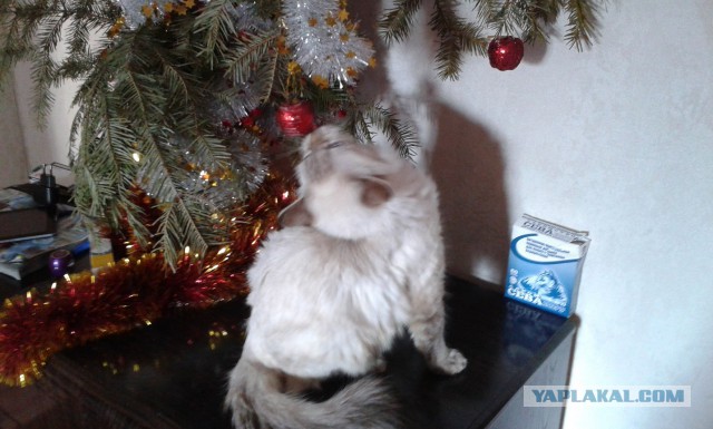 Котовторник 20.01.2015