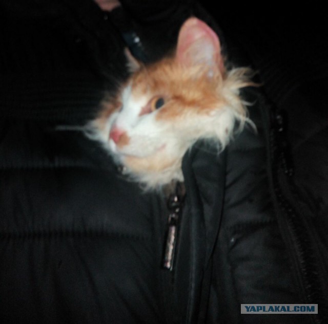 Котовторник