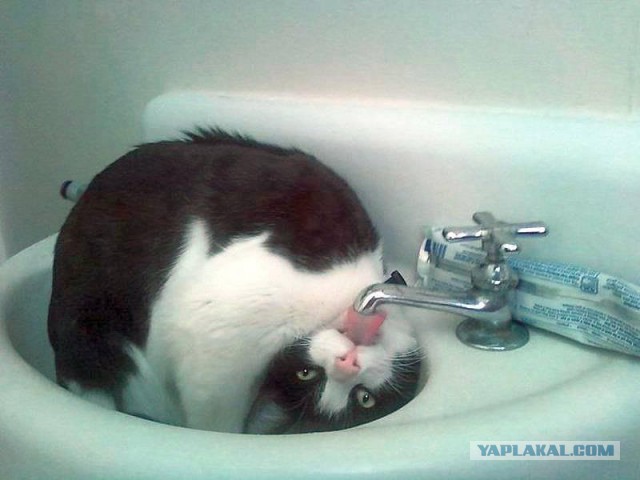 Котовоскресенье
