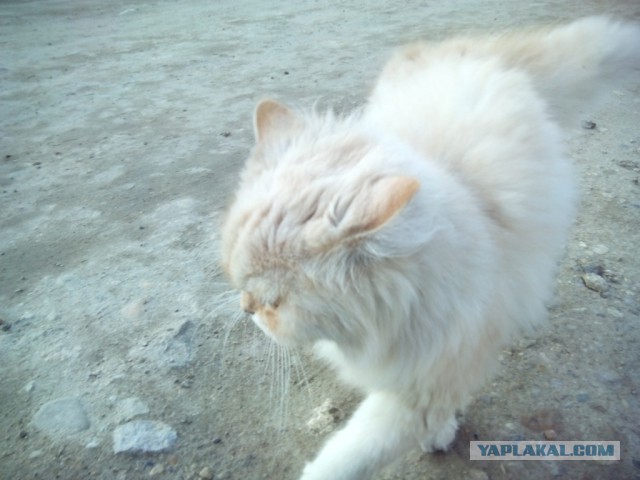 Котовторник 28.04.2015