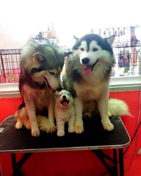 15 трепетных семейных фото животных