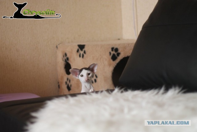 Котовторник