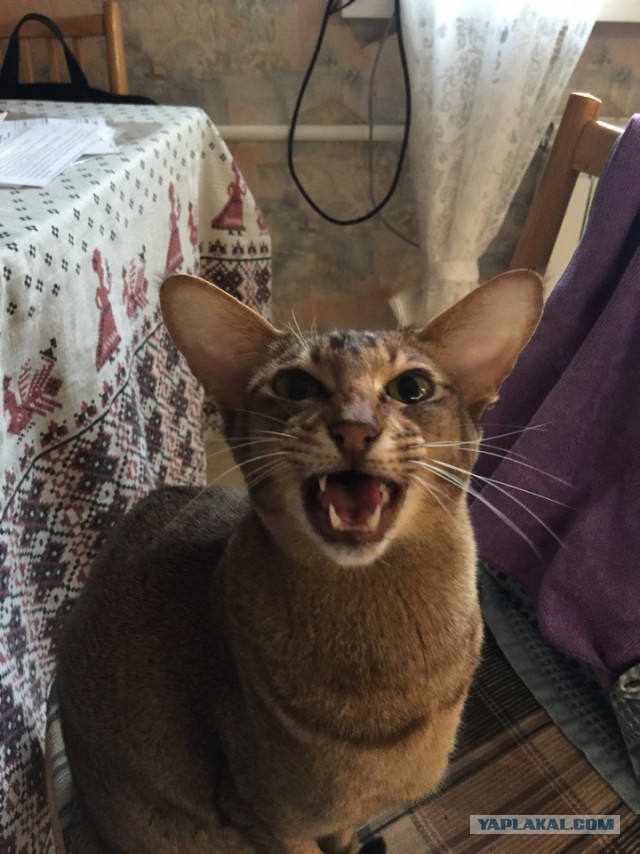 Котовторник  21.07.2015