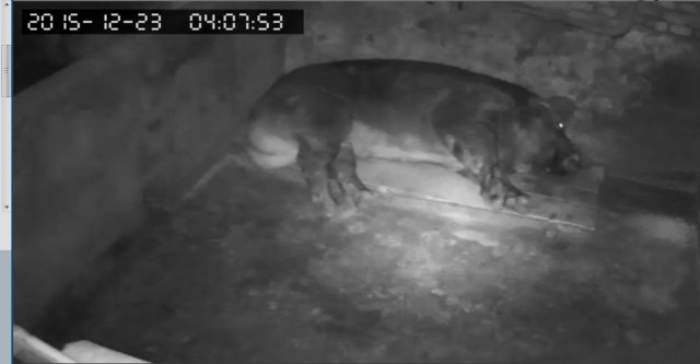 За что я люблю китайцев