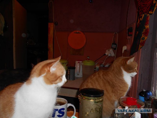 Жизнь домашнего приюта для котеек 95