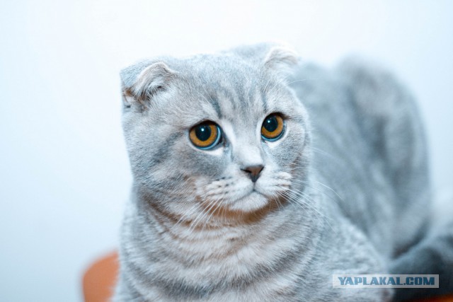 Котовторник