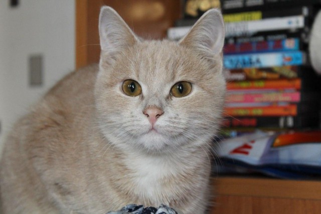 Котовторник