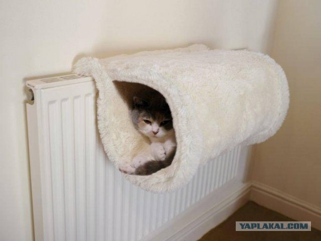 Воссоединение Кота с батареей.