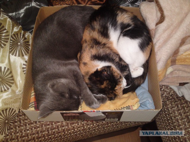 Котовторник  01.03.2016