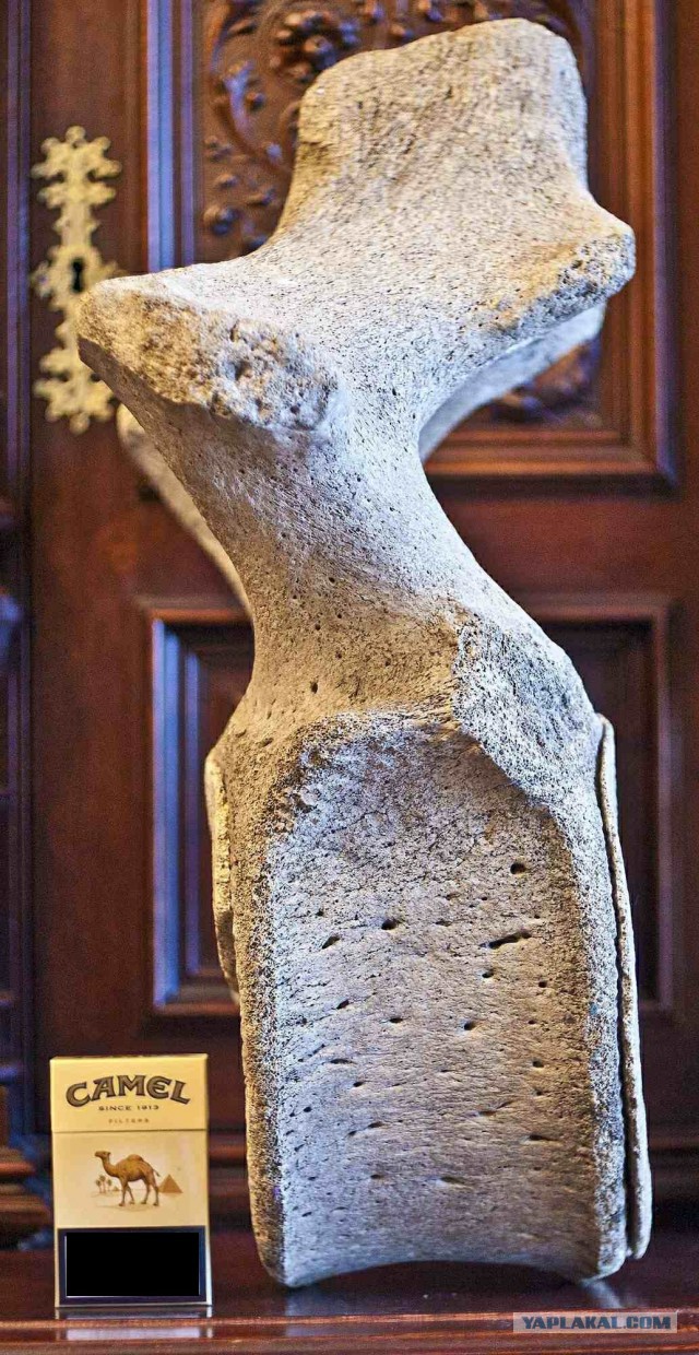 Динозавры России