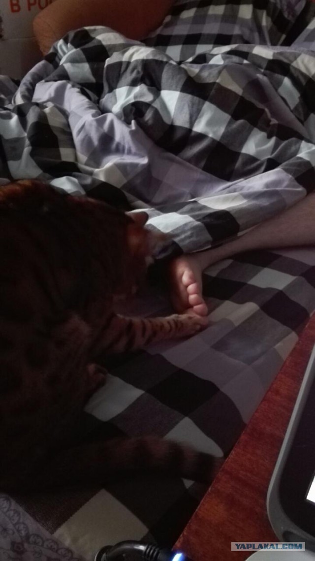 Котовторник - начало
